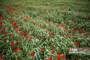 شقایق وحشی