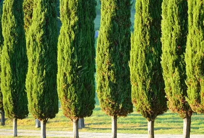 هیچ درختی برای احداث مسجد در پارک قیطریه قطع یا جابجا نمی&zwnj;شود