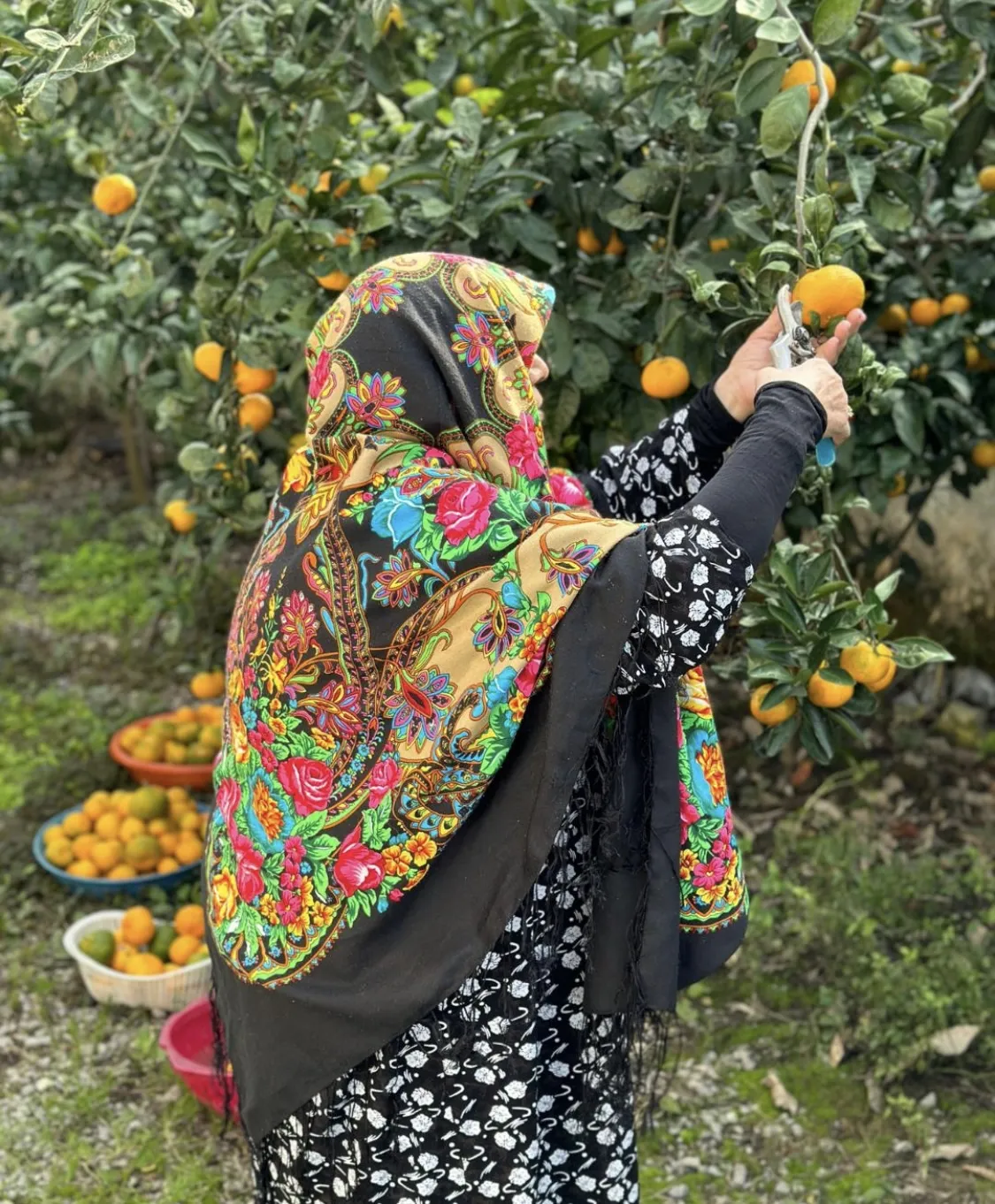 صادرات بیش از ۴,۶۰۰ تن نارنگی و کیوی از مازندران