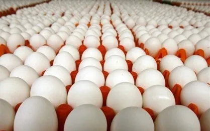 آغاز توزیع تخم مرغ با نرخ مصوب در کشور