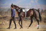 مسابقات سوارکاری 