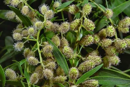 گیاهان مهاجم؛ دشمنان بی&zwnj;سر و صدای طبیعت ایران