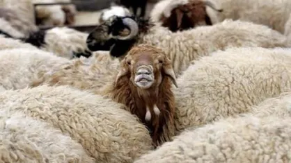 دستگیری سارقان مسلح دامداری&zwnj;های اطراف پایتخت