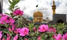 حرم نورانی امام رضا (ع) گلباران می‌شود