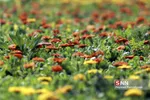 استقبال از بهار