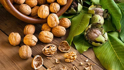 با خواص و مضرات گردو آشنا شوید