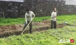 کبوتر رحمت