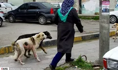 معضلی به نام سگ‌های ولگرد/گاز گرفتگی دانش آموزی در خراسانات