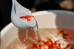 ماهی قرمز و سبزه شب عید