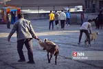 بازار دام