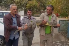 کروکودیل نیل در یک رستوران در مشکین‌دشت کشف شد