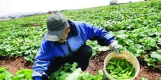 مهلت ۳ ساله تسهيلات کشاورزان خسارت‌ديده