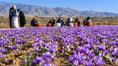افزایش ۷۰ هکتاری کشت زعفران در کرمانشاه + زمان برداشت
