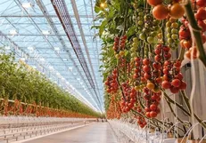 ۴۰ درصد تولیدات گلخانه‌ای همدان راهی بازارهای صادراتی می‌شود