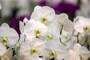 ارالات