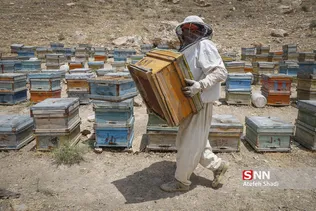 زنبور