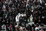 دبب