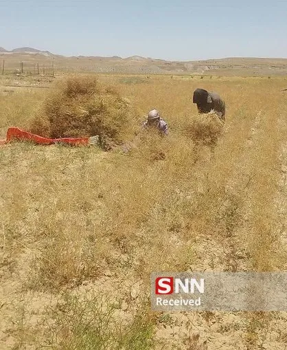 اولین برداشت طلای سیاه در خونیک تجن قائنات