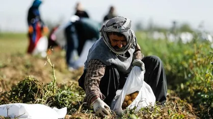الگوی کشت در اصفهان به تایید رسیده است