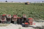 برداشت گوجه