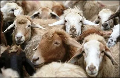 ممنوعیت دریافت دام زنده و ذبح دام در مراکز بهزیستی/ اعلام راه&zwnj;های دریافت نذورات