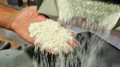کشف ۲۴ تن برنج قاچاق در شهرضا