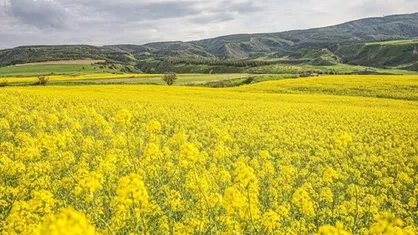 خرید تضمینی کلزا از ۲۵۰ هزارتن فراتر نمی&zwnj;رود