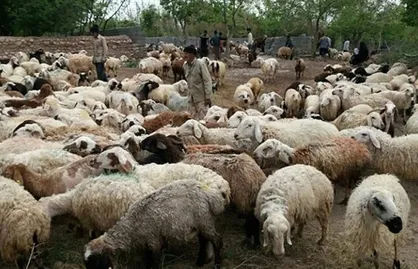انتقال ۱۰ هزار گوسفند از جنوب به شمال&zwnj; غرب برای مقابله با کمبود علوفه