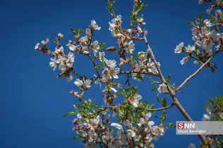 شکوفه های بهاری منطقه مهارلو استان فارس