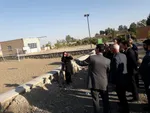 سیبز