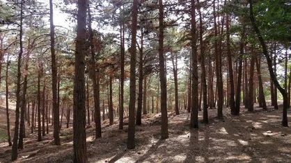 ماجرای جابه&zwnj;جایی ۷ هزار اصله درخت در بوستان جنگلی چیتگر