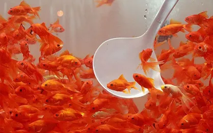 خطرات رهاسازی ماهی قرمز در طبیعت
