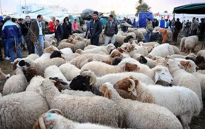 ۴۰ گوسفند، هدیه دامداران اهل&zwnj;سنت ترکمن&zwnj;صحرا به محور&zwnj;مقاومت