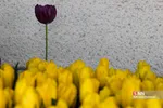 فصل بهار و میهمانی لاله ها