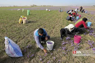 زعفران