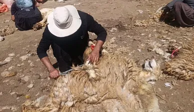 خرید و فرآوری پشم عشایر ایلام در مسیر تکمیل زنجیره ارزش