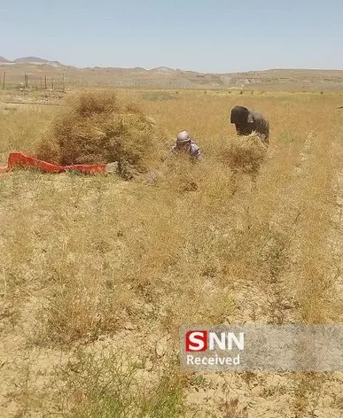 اولین برداشت طلای سیاه در خونیک تجن قائنات