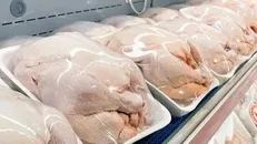 آغاز خرید تضمینی گوشت مرغ برای حمایت از تولیدکنندگان فارس