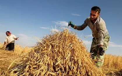 صدراخانی: خرید قراردادی جایگزین خرید تضمینی می&zwnj;شود