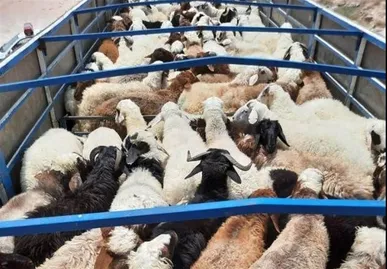 توقیف ۳ کامیون حامل ۲۴۲ رأس گوسفند فاقد مجوز در کوهدشت