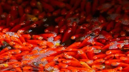لزوم جمع&zwnj;آوری ماهی قرمز بعد از تعطیلات نوروز