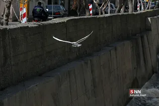 پرندگان مهاجر
