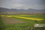 کلزا