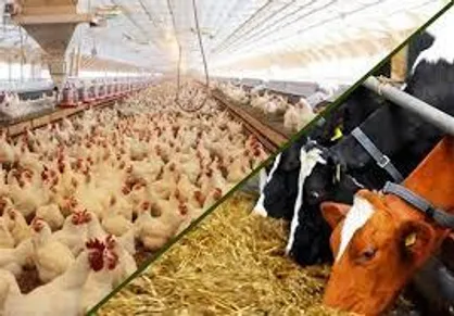آغاز فصلی جدید در صنعت دام طیور و آبزیان