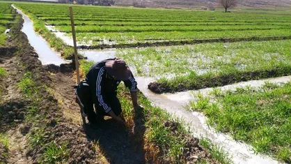 دیراعلام شدن الگوی کاشت باعث سردرگمی کشاورزان می&zwnj;شود
