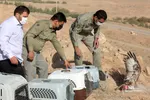 رهاسازی ۹ قطعه پرنده شکاری و آبزی در تالاب بهشت معصومه