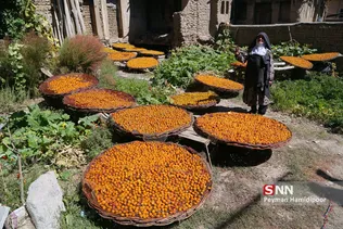 روستای خرو نیشابور بزرگترین تولید کننده آلو در ایران