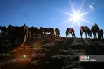 اسب ترکمن