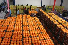 میوه طرح تنظیم بازار در حال توزیع است