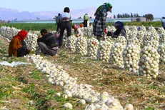 اختیار قطع برق به استانداران واگذار شود / لزوم حل مشکلات کشاورزان جنوب کرمان